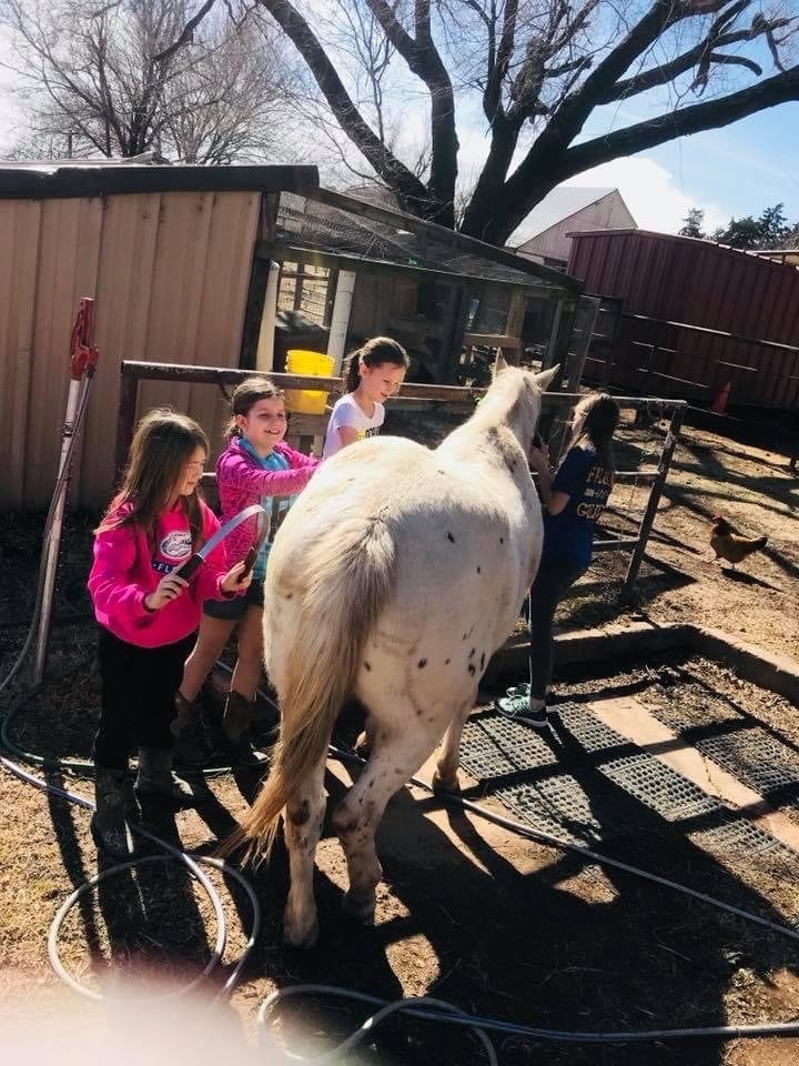Campers give a spotted horse a bath in the wash rack.