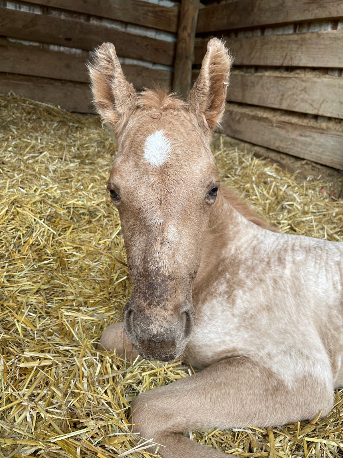 A newborn foal lies in fresh straw.